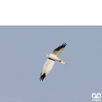 گونه سنقر سفید Pallid Harrier